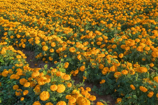 Красивый Цветок Марихуаны Красивом Саду — стоковое фото