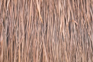 Çatı arka planı, saman ya da kuru çimen arka planı.