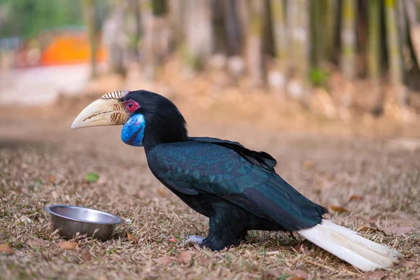 Velký Hornbill Buceros Bicornis Jedním Větších Hornbill Rodiny — Stock fotografie