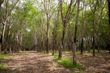 Lastik levha işlemi Güney Tayland