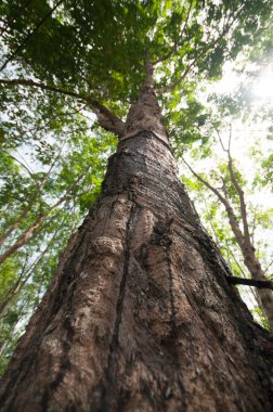 Lastik levha işlemi Güney Tayland
