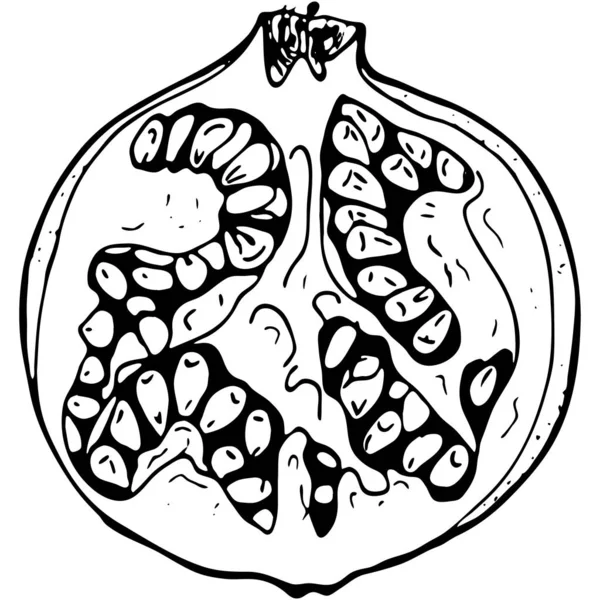 Outline buah delima . - Stok Vektor