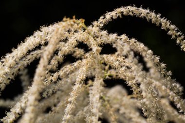 keçi sakalçiçeği (Aruncus dioicus)