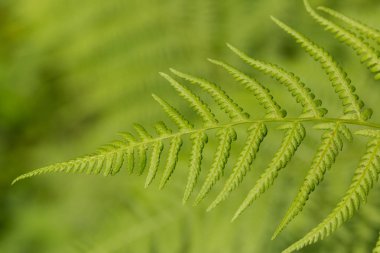 Güzel renk ve güneş ışığında doğal bir eğrelti otu formu