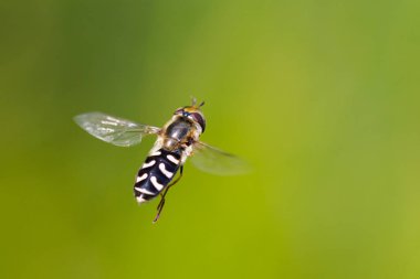 doğal hoverfly (Syrphidae) pürüzsüz yeşil backg uçuş sırasında