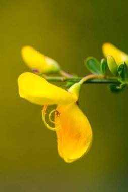 çiçek cytisus scoparius sarı bir çiçek makro