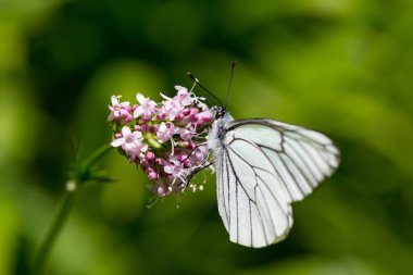 izole siyah damarlı beyaz kelebek makro (aporia crataegi)