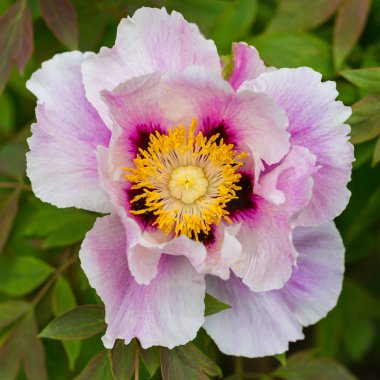 mor ortak şakayık çiçek makro (Paeonia officinalis) gr ile