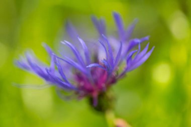 centaurea montana çiçek izole menekşe çiçeği