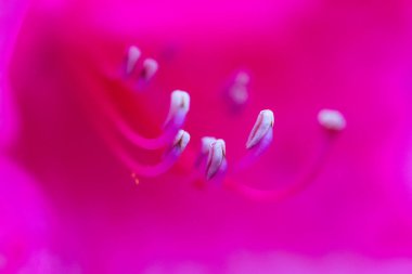 rhododendron pembe çiçek makro