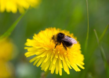 yeşil ortamda sarı çiçek üzerinde oturan yaban arısı