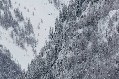 dağlarda birçok ağaç ile kışın orman