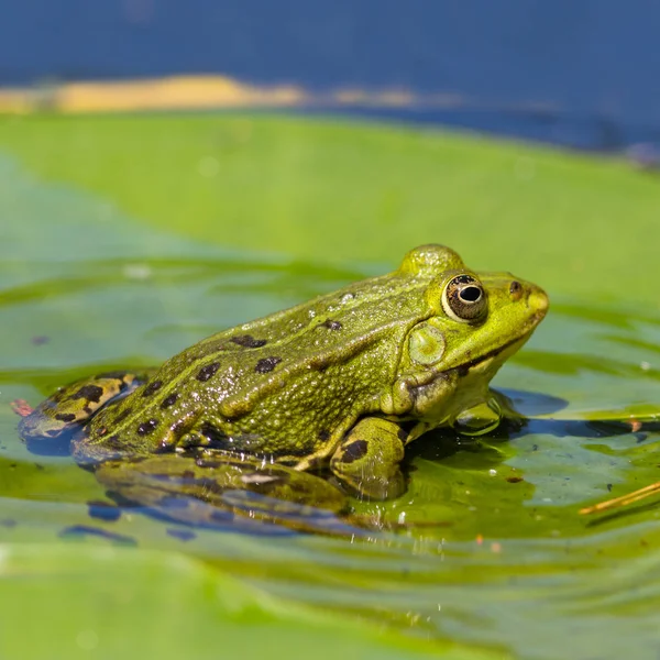 Retrato sapo verde (rana) sentado na água folha de lírio na água — Fotografia de Stock