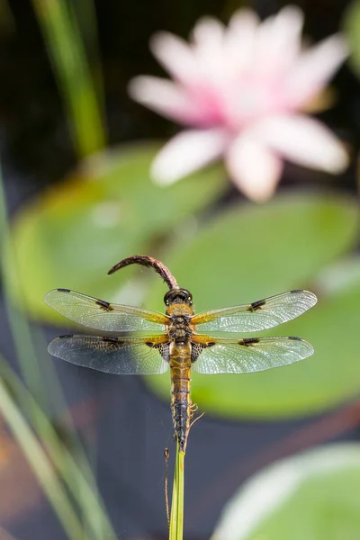 Cazador de cuatro manchas (libellula quadrimaculata) en el estanque con wate — Foto de Stock