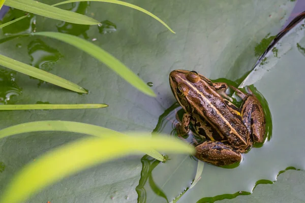 Rã pequena marrom (rana) sentado na folha de lírio de água na lagoa — Fotografia de Stock