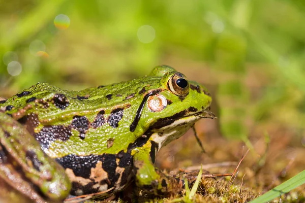 Retrato de rã verde (Rana esculenta) sentado em ambiente natural — Fotografia de Stock