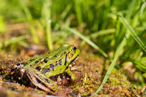 Retrato de rã verde (Rana esculenta) sentado — Fotografia de Stock