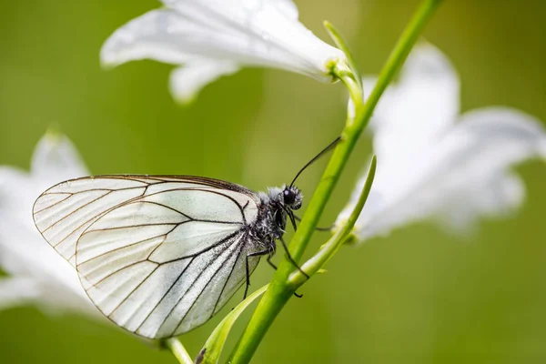 Vista laterale farfalla bianca venata nera (aporia crataegi ) — Foto Stock