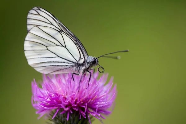 Farfalla bianca con venature nere (aporia crataegi) t — Foto Stock