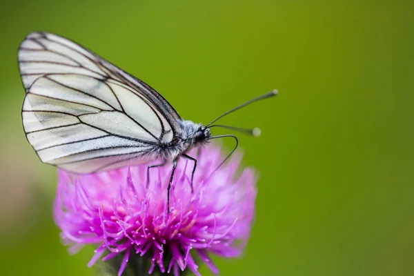 Macro vista laterale di farfalla bianca venata nera isolata — Foto Stock