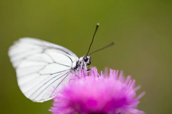 Macro di farfalla bianca venata nera isolata (Aporia crataegi ) — Foto Stock