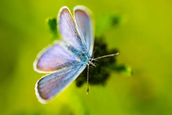 Isolata farfalla adonis blue (lysandra bellargus) — Foto Stock