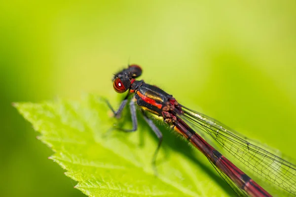Macro gran mosca roja (pyrrhosoma nymphula) sobre hoja verde — Foto de Stock