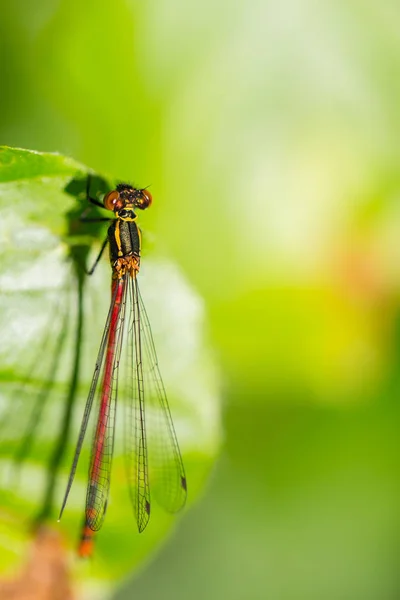 Libélula roja grande (pyrrhosoma nymphula) en la hoja — Foto de Stock