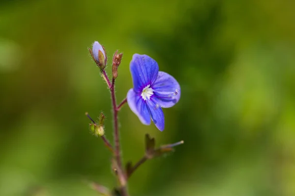 Fiore blu di germander speedwell (veronica chamaedrys) ba verde — Foto Stock