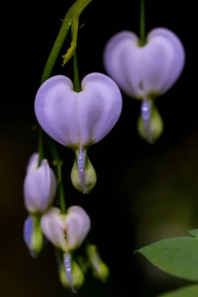 kanayan kalp çiçeğiizole çiçek (lamprocapnos spectabilis)