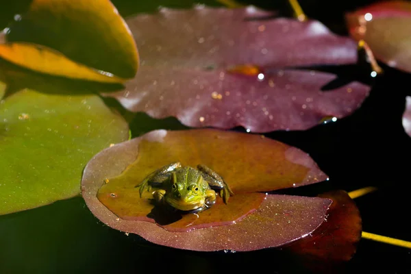 Rana verde (rana) sentada sobre la hoja de lirio de agua en el estanque — Foto de Stock