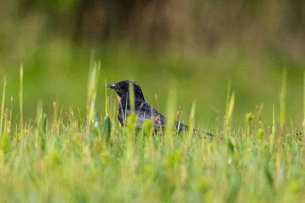 Corvo carniça preta natural no prado verde — Fotografia de Stock