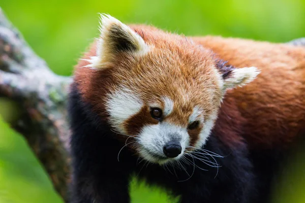 red panda (Ailurus fulgens portresi)
