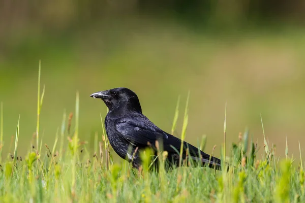 Närbild porträtt av naturlig svart kadens kråka — Stockfoto