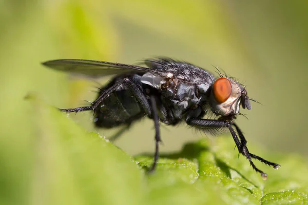 Mosca insecto con el ojo rojo sentado en una hoja verde — Foto de Stock