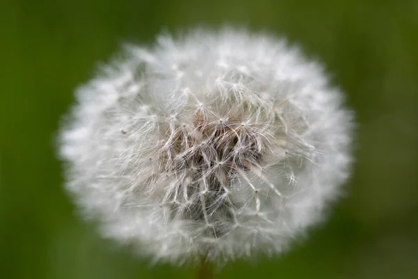 Cabeza de flores de flor descolorida de diente de león (taraxacum officinale ) — Foto de Stock