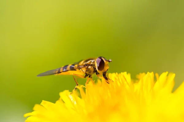 Ritratto di hoverfly naturale seduto su fiore giallo con verde — Foto Stock