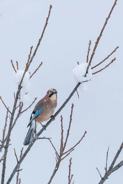 雪のブラジャーの上に座っている1ユーラシアのジェイ鳥(ガルラス腺) — ストック写真