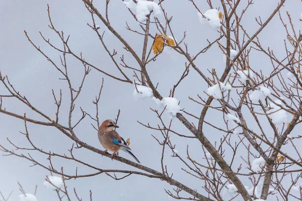 Um pássaro jay eurasian (garrulus glandarius) que se senta no ramo — Fotografia de Stock