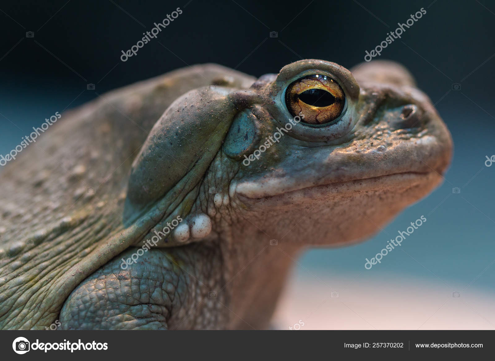 Colorado River Toad Pictures Colorado River Toad Stock Photos Images Depositphotos