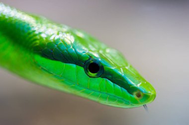 ayrıntılı yan görünüm yeşil ağaç fare sazan yılanı (gonyosoma oxycephal