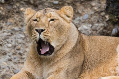 yorgun bir kadın aslan esneme portresi