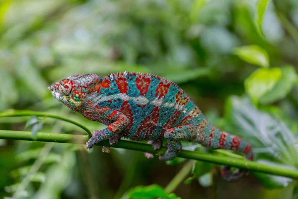 Panter bukalemun (Furcifer pardalis portresi)