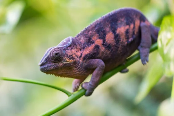 panter bukalemun makro (Furcifer pardalis)
