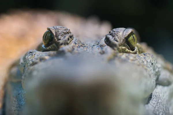 Vista frontal próxima do crocodilo mindoro (crocodylus mindorensis ) — Fotografia de Stock