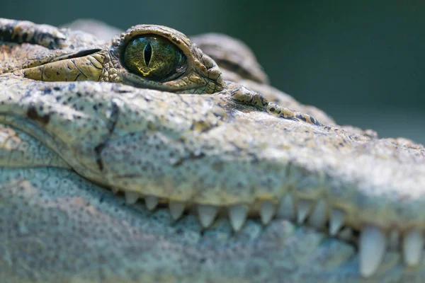 Портрет головы, глаза, зубы mindoro крокодила (Крокодилы ) — стоковое фото