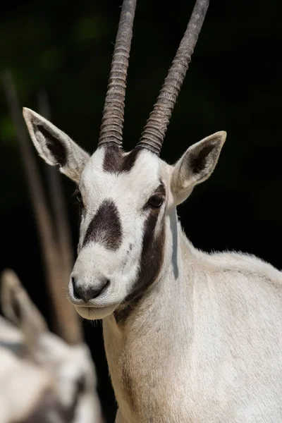 Cabeça de oryx árabe branco (oryx leucoryx) antílope à luz do sol — Fotografia de Stock