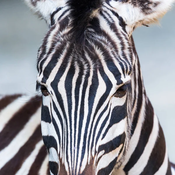 Elülső nézet portré természetes Zebra fej — Stock Fotó