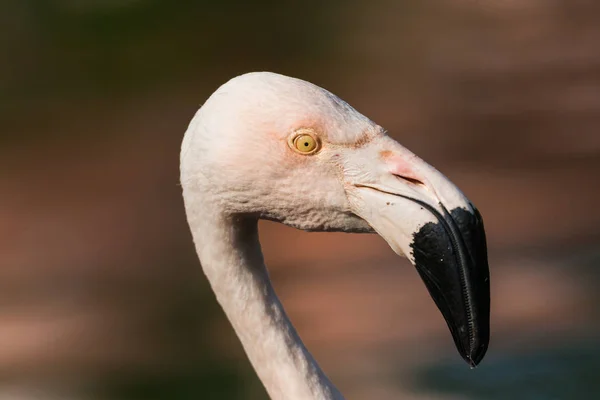 Side view of a flamingo with natural background — Stock Photo, Image