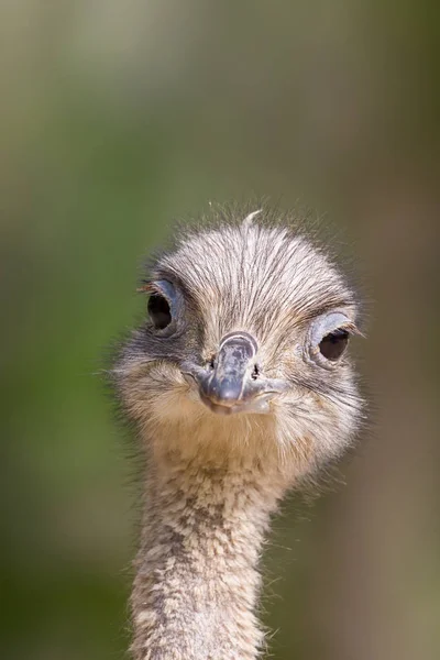 Ayrıntılı ön görünüm portre devekuşu (struthio camelus) — Stok fotoğraf